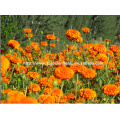 100% pure nature tagetes sauvages erecta ou souci